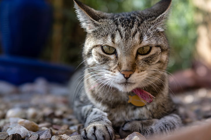 silver tabby cat's photo, Sup, domestic Cat, pets, animal, cute, HD wallpaper