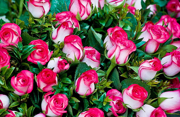 white-and-pink roses, flowers, bouquet, chicly, beautifully, nature, HD wallpaper