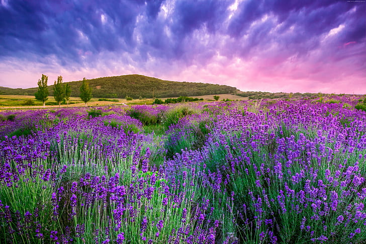 mountain, lavender, France, Provence, 4K, field, sky, Europe