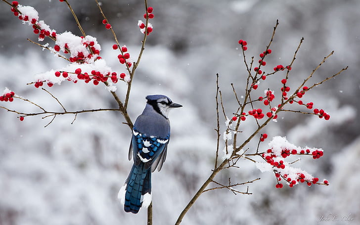 Winter, blue bird, snow, twigs, red berries