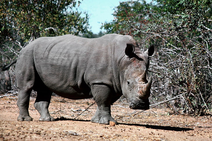 gray rhinoceros, grass, dirt, shade, animal, wildlife, mammal, HD wallpaper