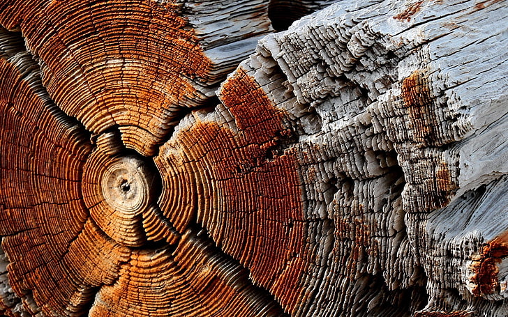 closeup photography brown log, wood, trees, texture, nature, textured, HD wallpaper