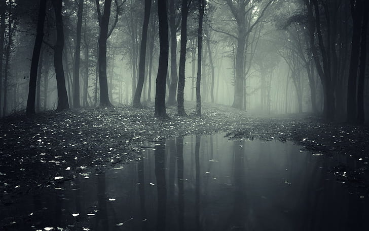 forest, puddle, trees, nature