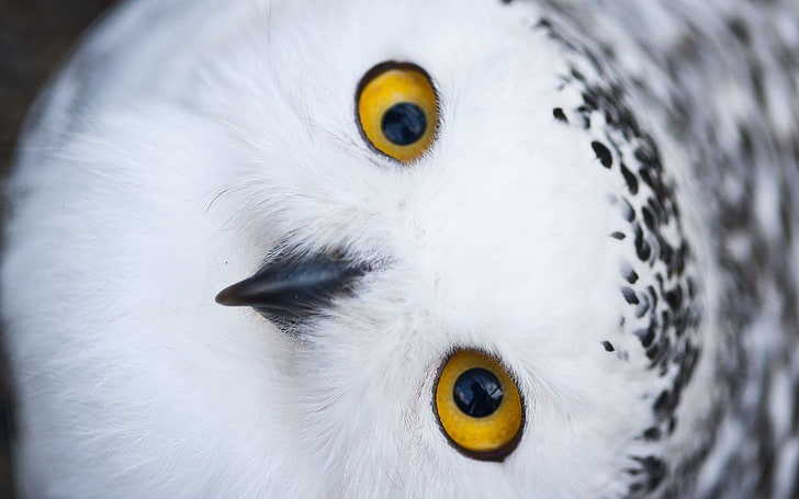owl, birds, animal, animal themes, one animal, close-up, white color
