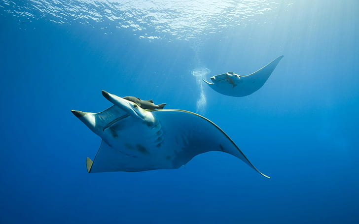 sunlight, manta rays, sea, animals, underwater, photography, HD wallpaper