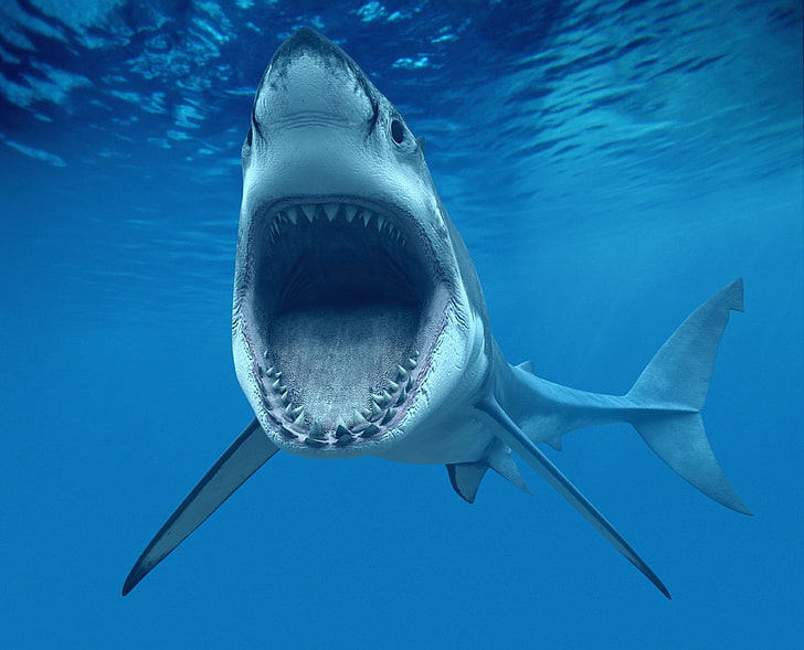 shark 4k background desktop, underwater, animal themes, animals in the wild, HD wallpaper