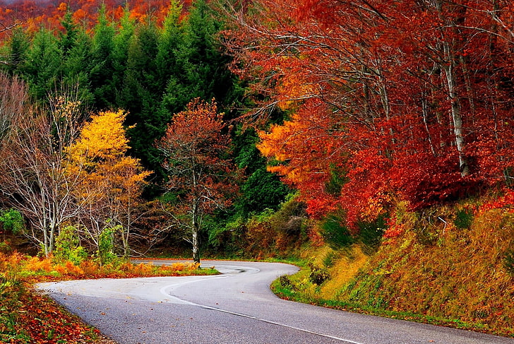 fall  for desktop background, tree, autumn, plant, change, road, HD wallpaper