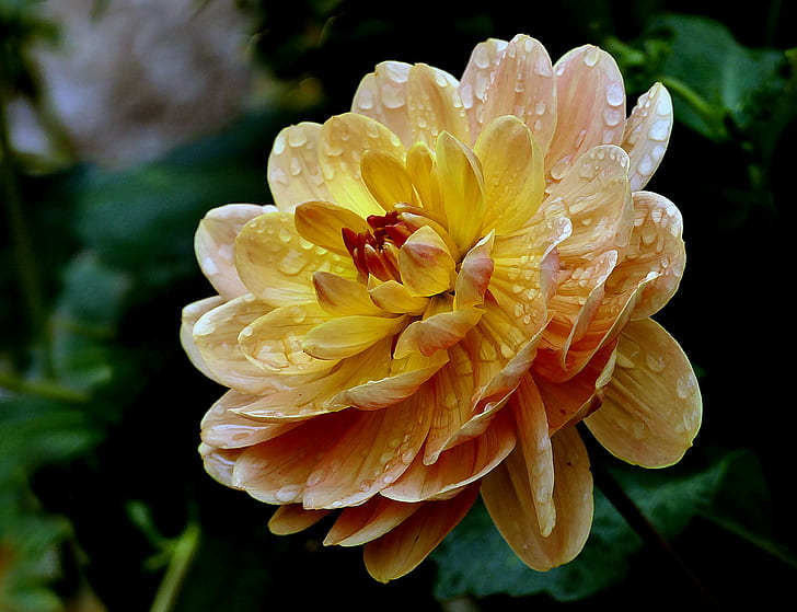selective focus photography of yellow and pink petaled flowers, dahlia, dahlia