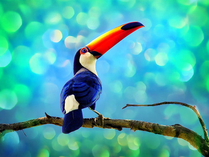 Toucan in the rainforest, blue toucan, HD wallpaper