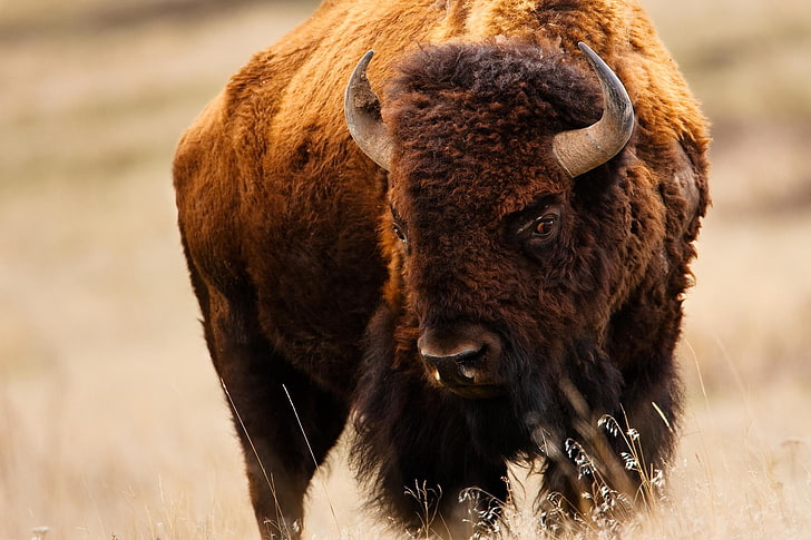 brown and black fur coat, bison, American Buffalo, animal themes