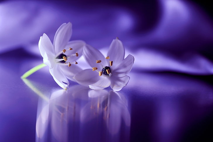 white petaled flowers, white flowers, snowdrops, closeup, reflection, HD wallpaper