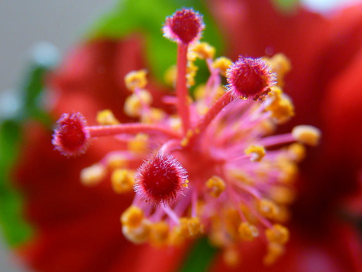 red hibiscus pistil selective focus photo, hibiscus, Flower, Pollen, HD wallpaper