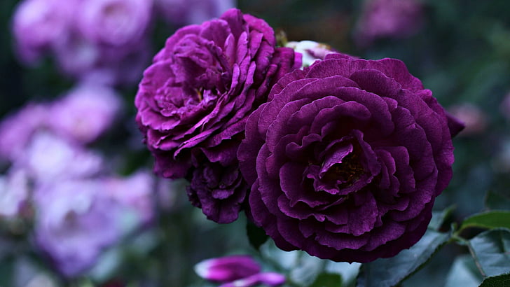 flower, rose, purple roses, garden, blooming, blossom, rosa centifolia, HD wallpaper
