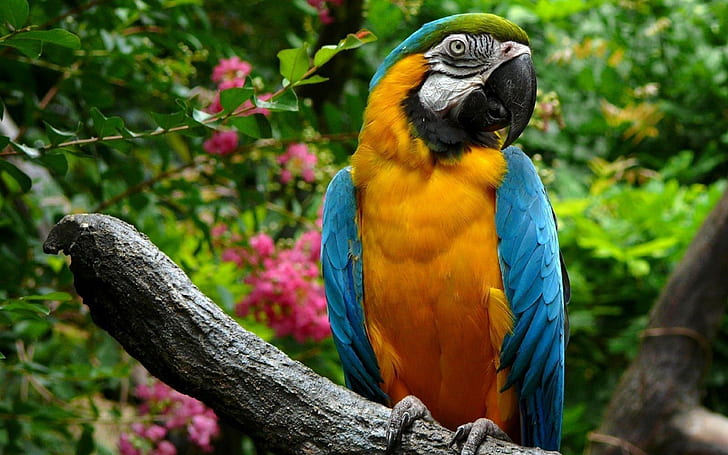 Animals Bird Parrot Macaw Wallpaper 3840×2400, HD wallpaper