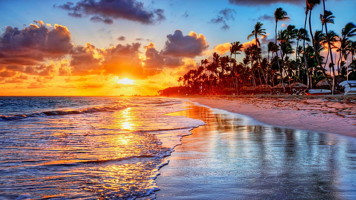palm tree, palms, sky, shore, ocean, water, beach, horizon