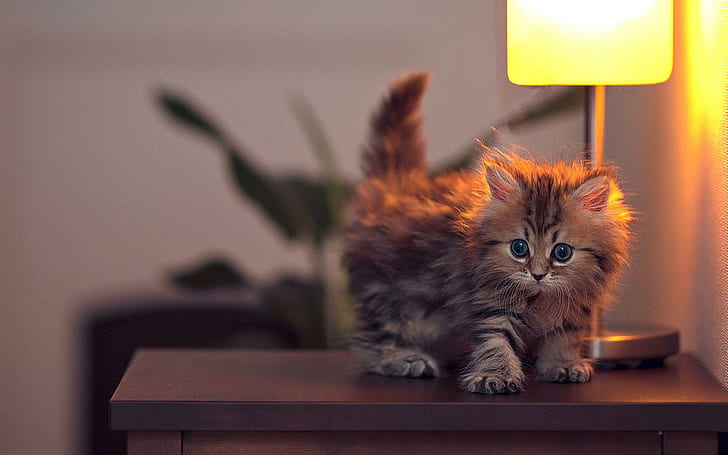 Cute Kitty, paws, lovely, lamps, beautiful, animals, cat face, HD wallpaper