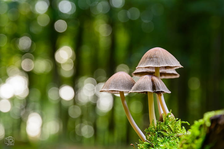 brown mushroom closeup photo, wald, natur, nature, fungus, green, HD wallpaper