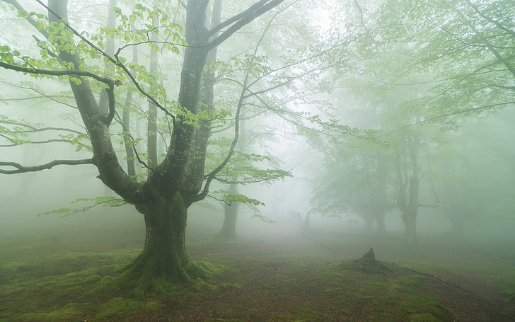 forest with fogs, tree, plant, beauty in nature, tranquility