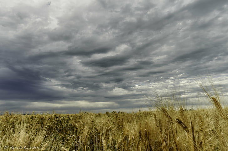 brown grass field under stratus clouds, wheat, wheat, agriculture, HD wallpaper