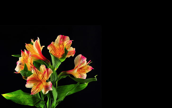 Lilies on black background, HD wallpaper
