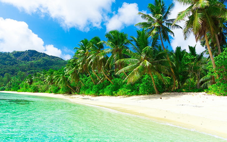 green coconut trees, beach, sand, palm trees, tropical, tropical climate, HD wallpaper