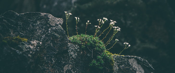 ultrawide, moss, wide angle, rock, white flowers
