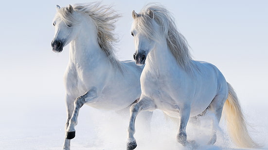 HD wallpaper: white horses, couple, running, animals | Wallpaper Flare