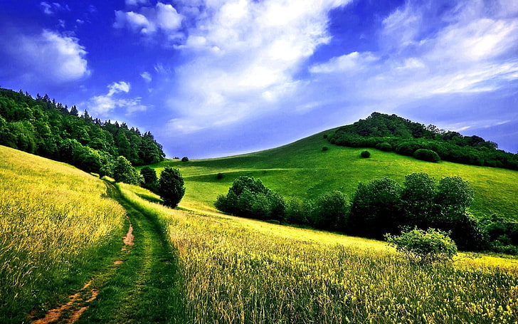 green trees, road, field, track, slope, hill, meadow, wood, valley