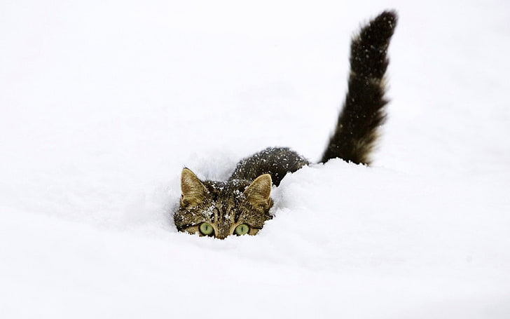 gray tabby cat submerge on snow, animals, pet, green eyes, white