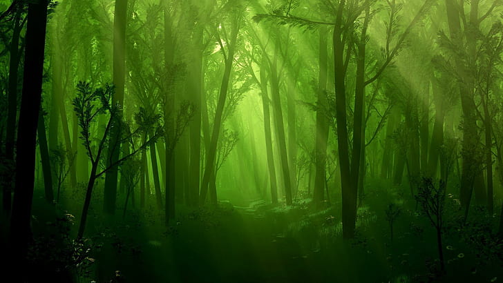 Green Dark Forest HD, 1920x1080, HD wallpaper