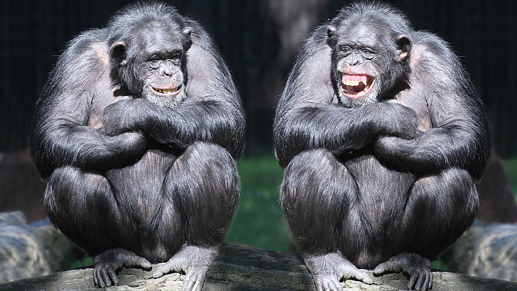 two monkeys, chimpanzee, couple, cute animals, funny, HD wallpaper