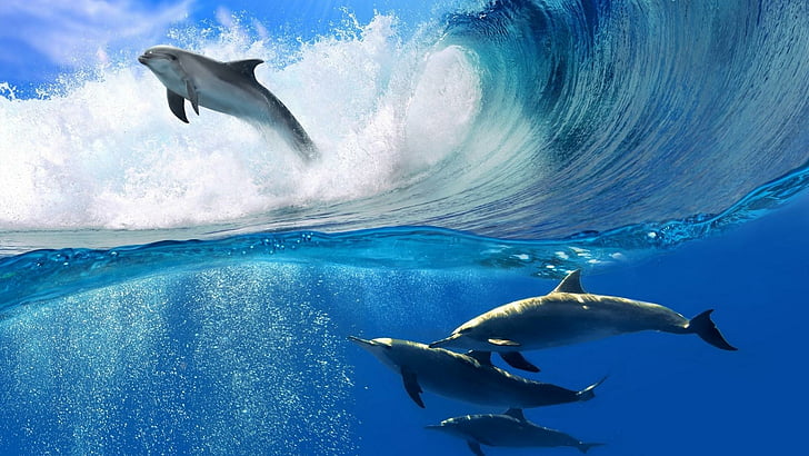 dolphins, water, cute, underwater, HD wallpaper
