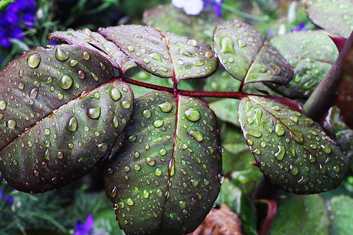 leaves, drops, moisture, nature, plant, leaf, close-up, green Color