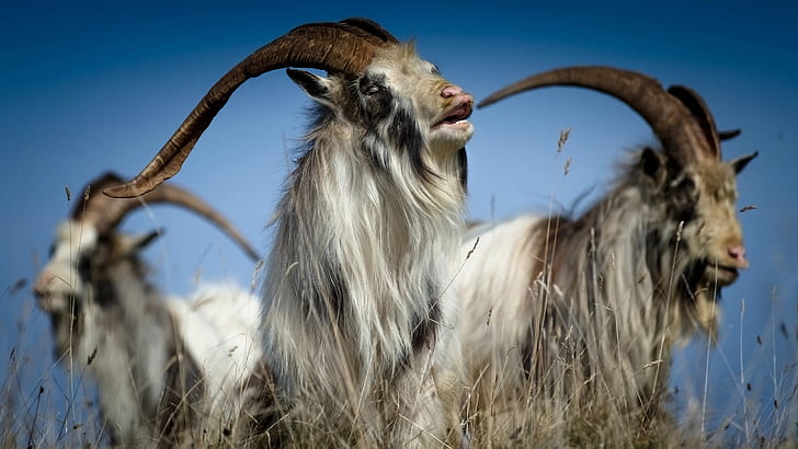 Goat HD, animals, HD wallpaper