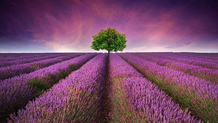 Beautiful lavender field, purple flowers, lonely tree