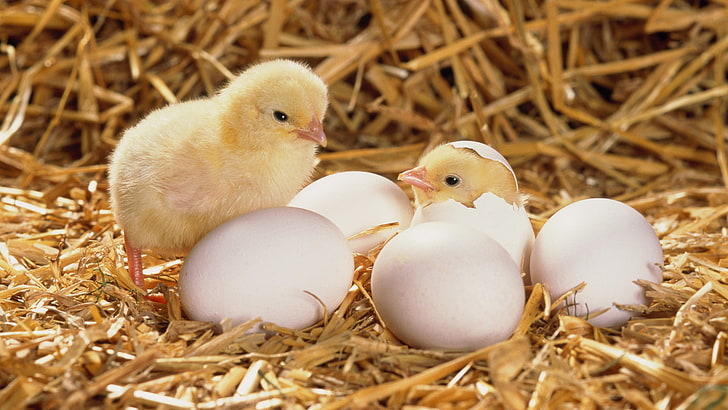 chicken egg and chik, hay, hatched, bird, easter, young Bird