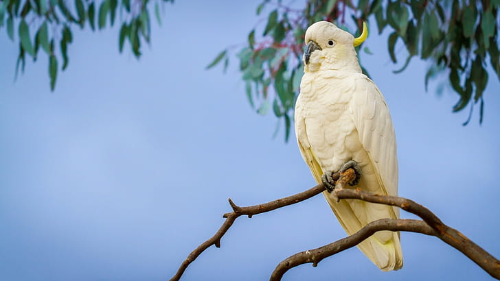 Large crested cockatoo, parrot, branch, Bird, HD wallpaper