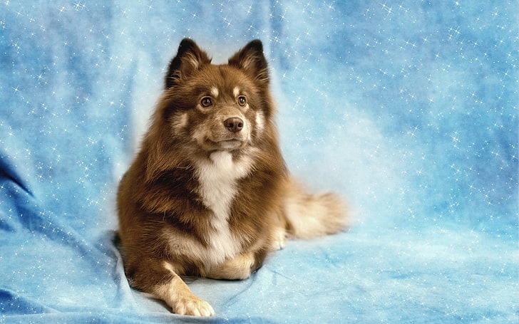 brown and white Alaskan malamute, dog, eyes, friend, shine, one animal, HD wallpaper