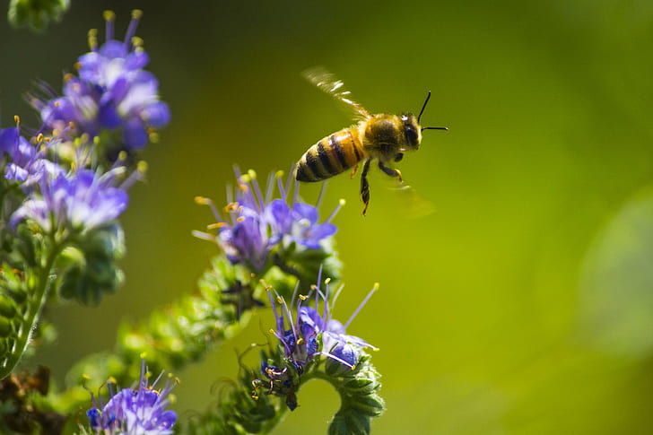 honey bee hovering above purple petaled flower, Honey  honey
