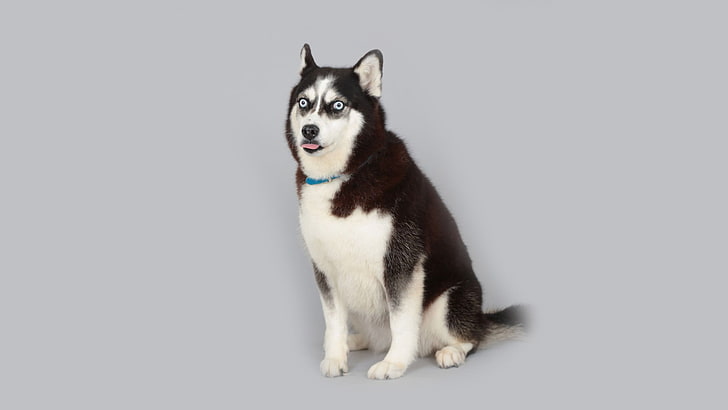 adult Siberian husky, animals, dog, nature, simple, humor, one animal, HD wallpaper