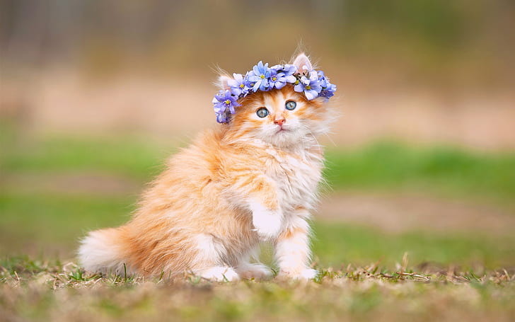 Cute kitten, fluffy, flowers, wreath, HD wallpaper