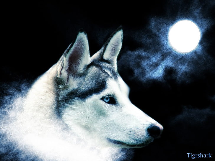 white Siberian husky, dog