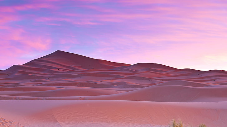Palm trees Sahara Desert Morocco, pink color, landscape, scenics - nature