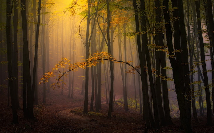yellow leafed trees, nature, landscape, fall, mist, forest, leaves, HD wallpaper