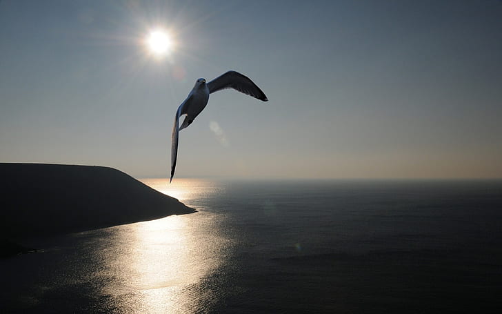 ocean sea birds wind spirit seagulls skyscapes 1920x1200  Animals Birds HD Art