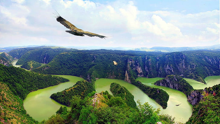 Eagles Flying Over Beautiful Lscape, brown and black falcon, landscape