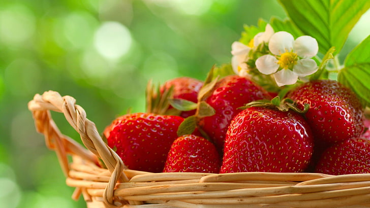 flower, strawberries, strawberry, spring, season, fruit, HD wallpaper
