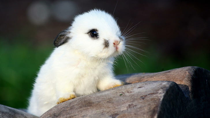 HD wallpaper: Lil Bunny, nice, sweet, white, beautiful, cute, animals |  Wallpaper Flare
