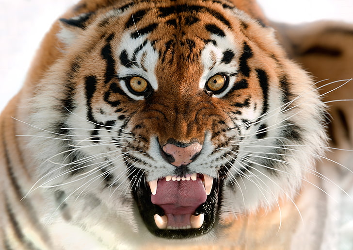 brown tiger, cat, face, fangs, grin, the Amur tiger, animal, wildlife, HD wallpaper