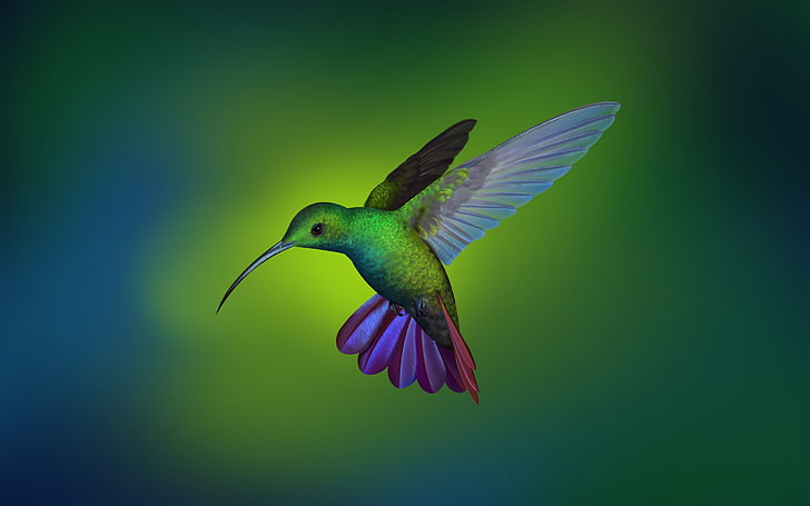 hummingbird, Shu Le, Deepin, Linux, animal wildlife, animals in the wild, HD wallpaper